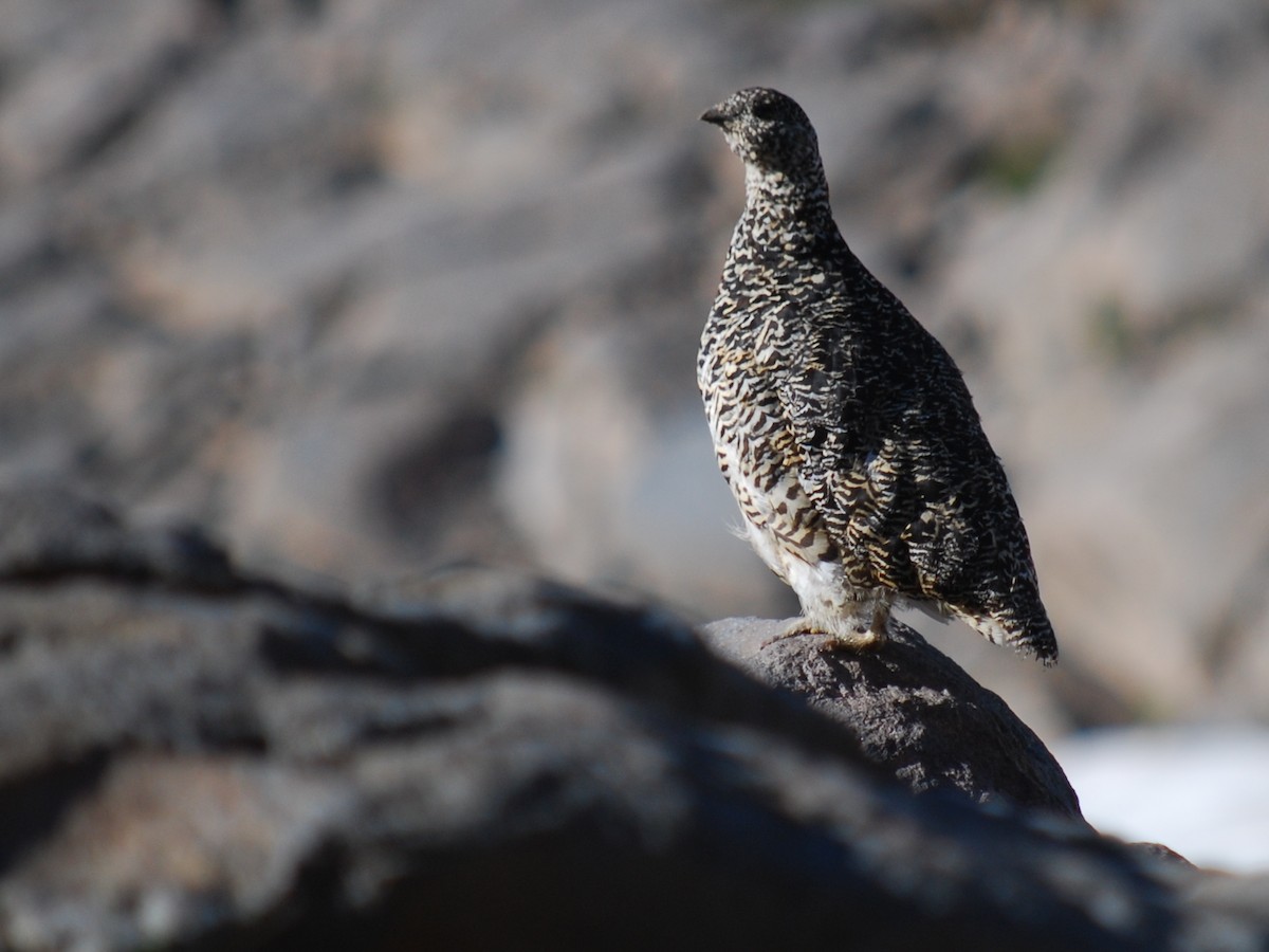 White-tailed Ptarmigan - ML624137695