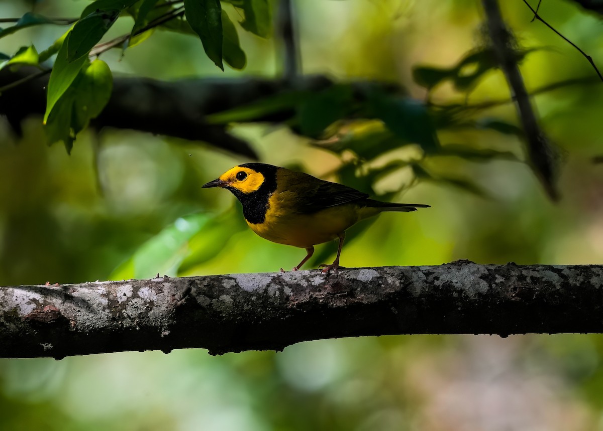 Hooded Warbler - ML624137697