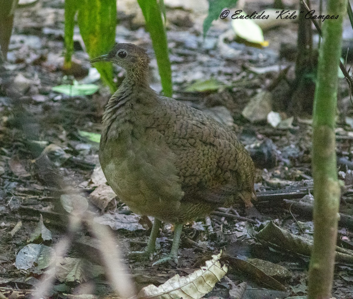 Great Tinamou - ML624137709