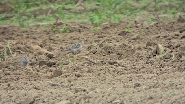 White-rumped Sandpiper - ML624137724