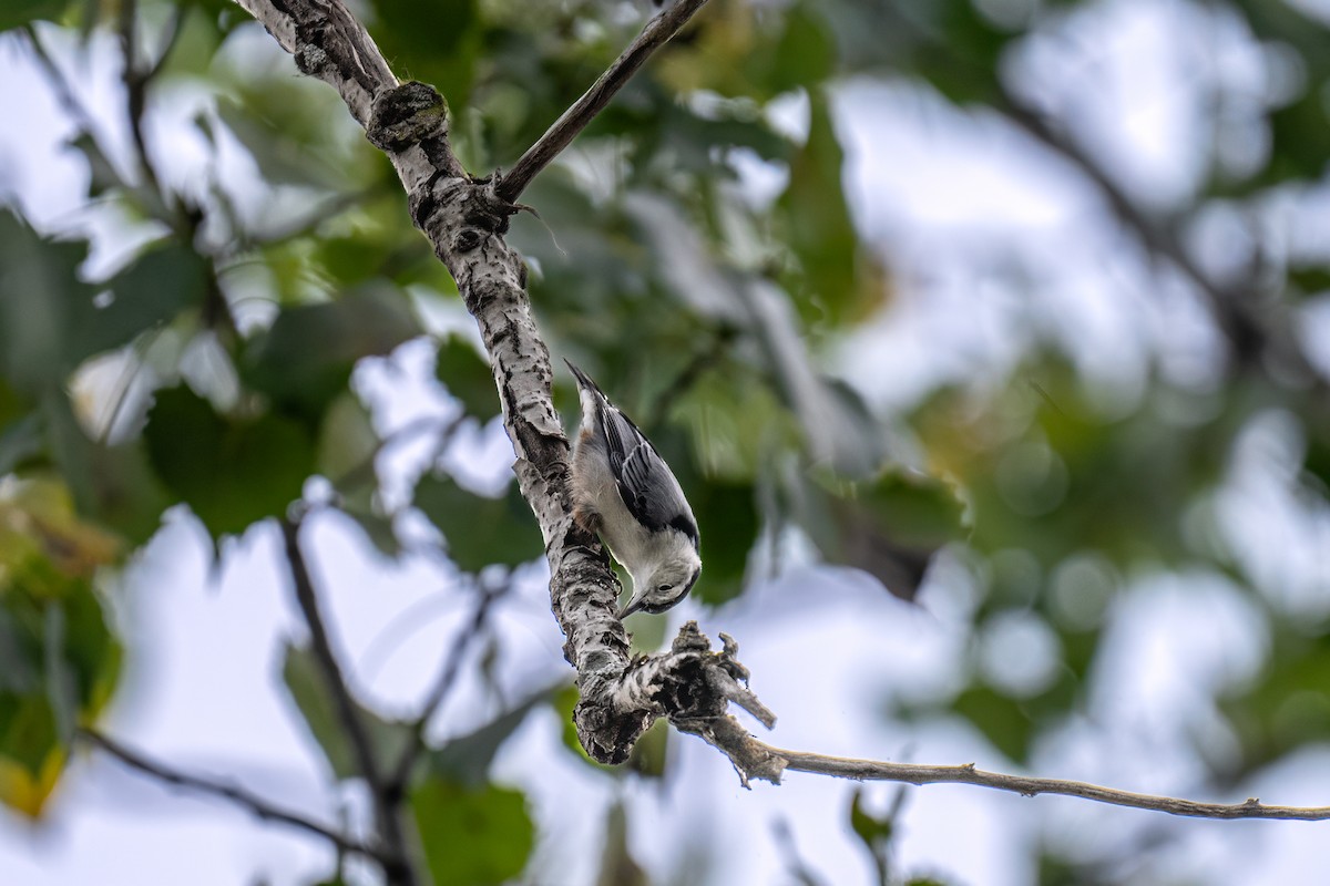 White-breasted Nuthatch - ML624137732