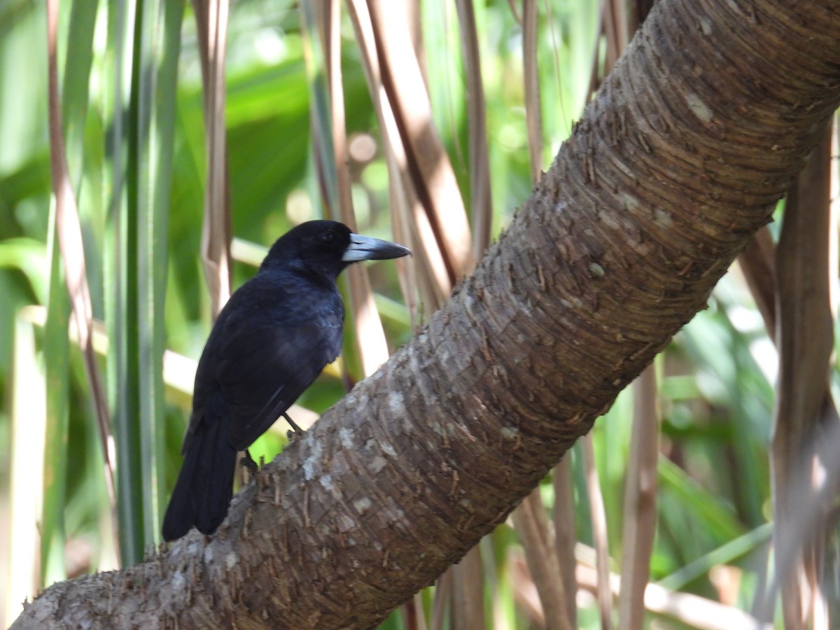 Black Butcherbird - ML624137743