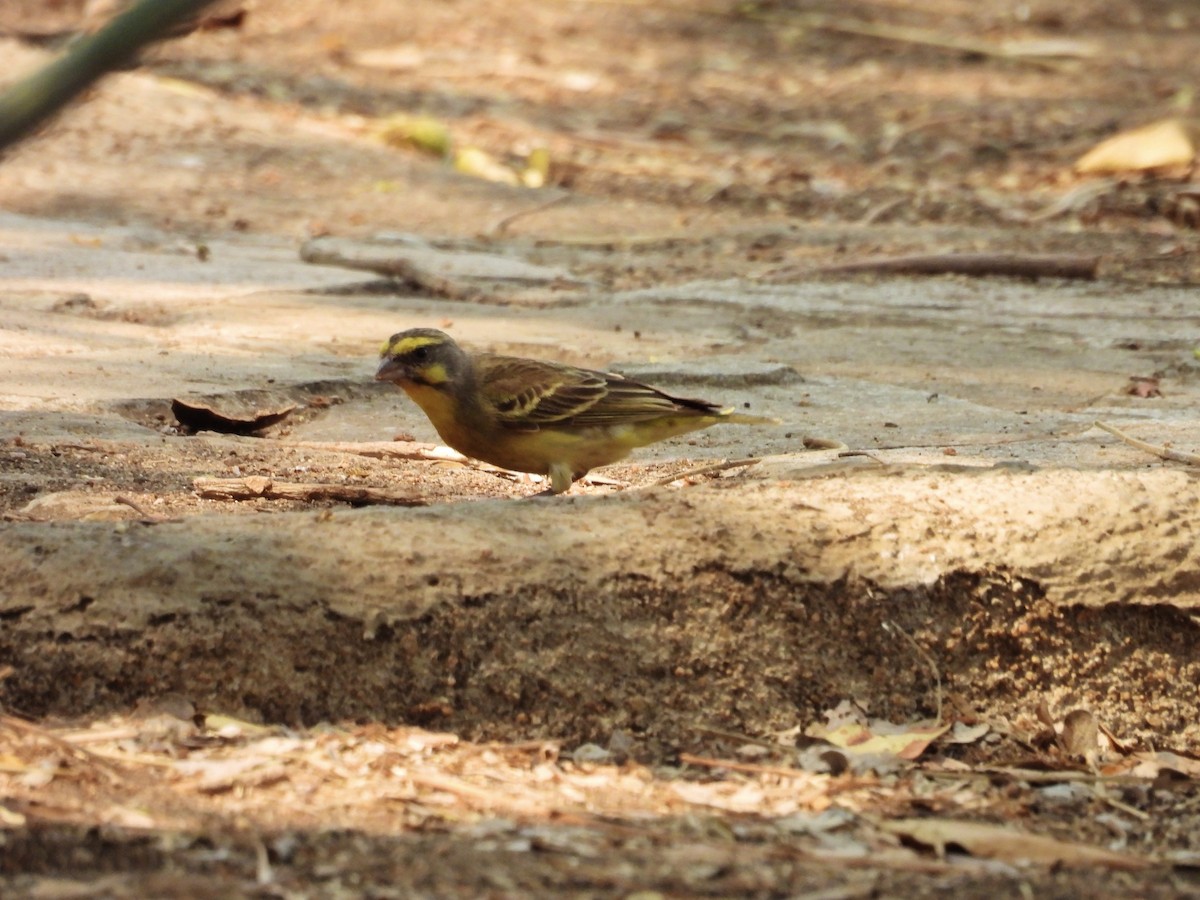 Yellow-fronted Canary - ML624137753