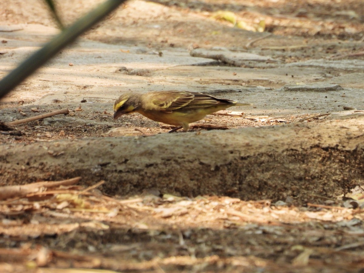 Yellow-fronted Canary - ML624137754