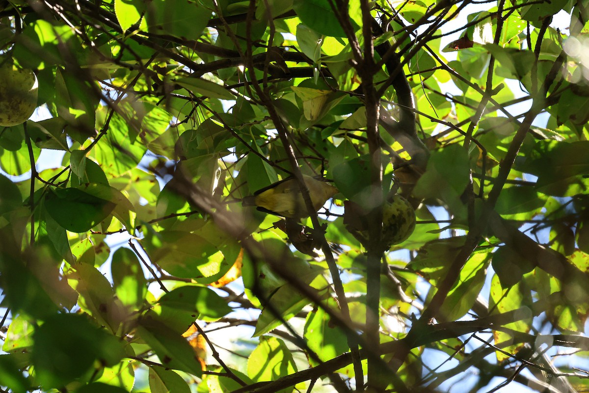 Warbling White-eye - ML624137755