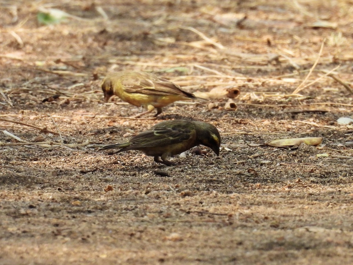 Yellow-fronted Canary - ML624137756