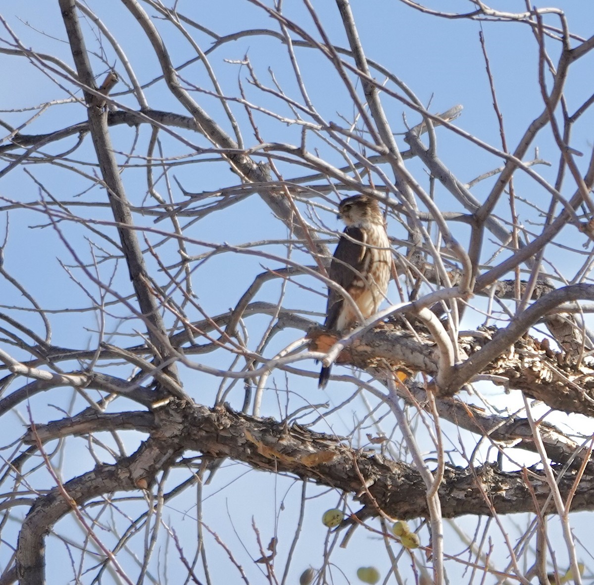 Merlin (columbarius) - ML624137759