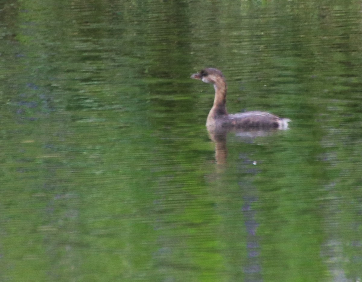 Pied-billed Grebe - ML624137761