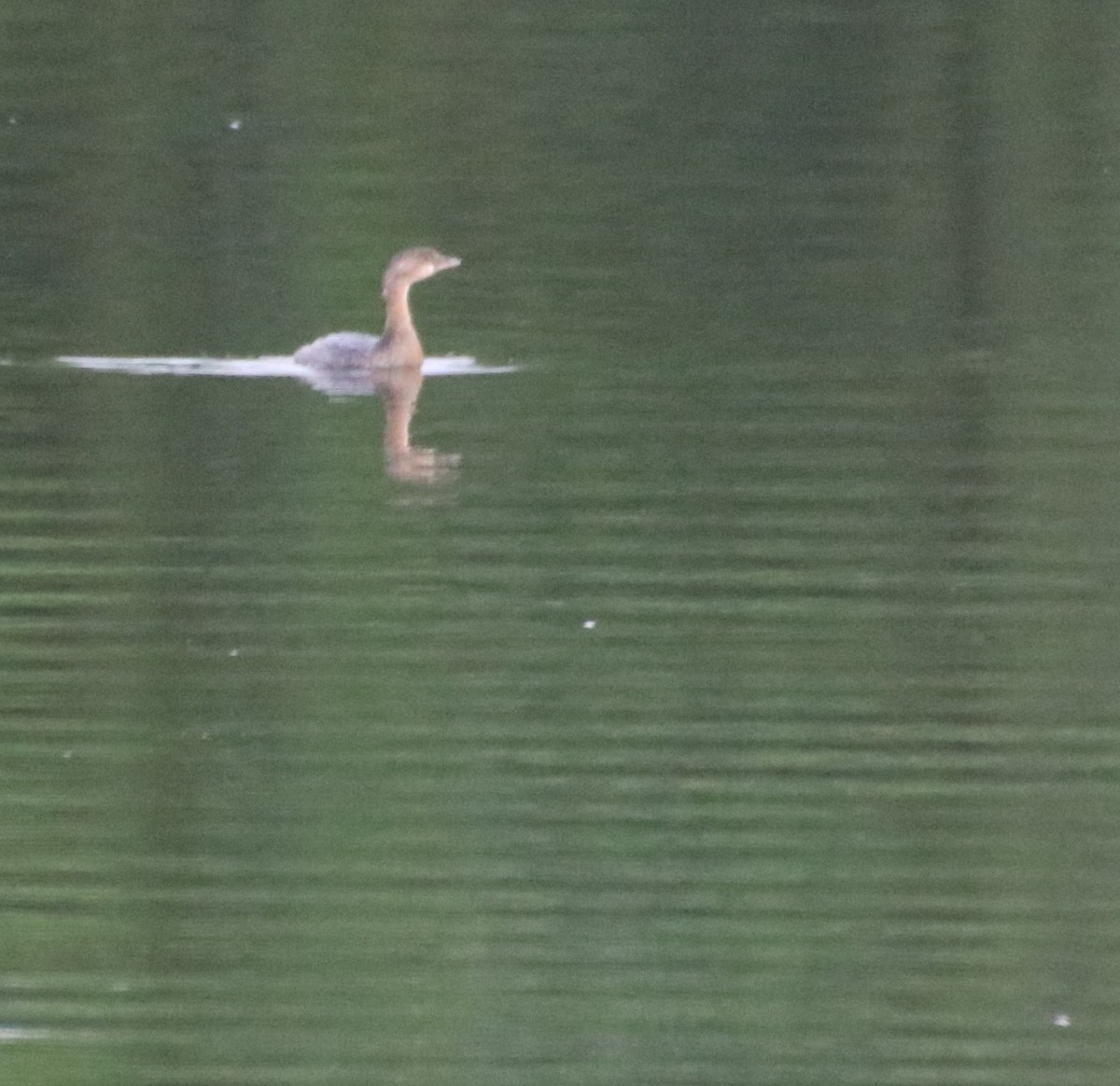 Pied-billed Grebe - ML624137764