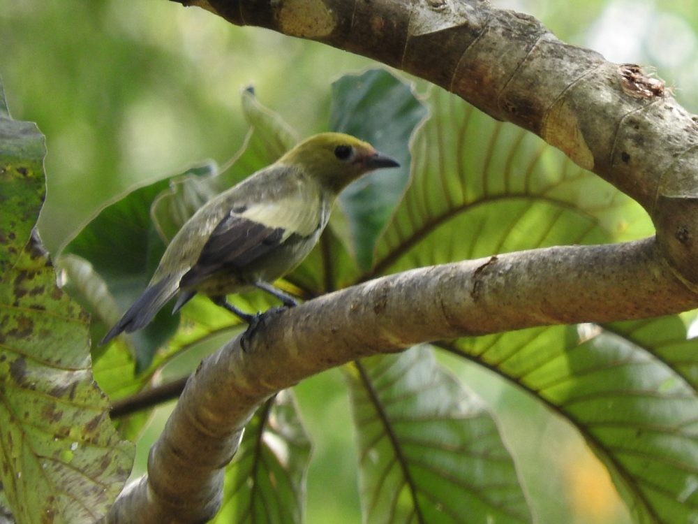 Palm Tanager - ML624137788