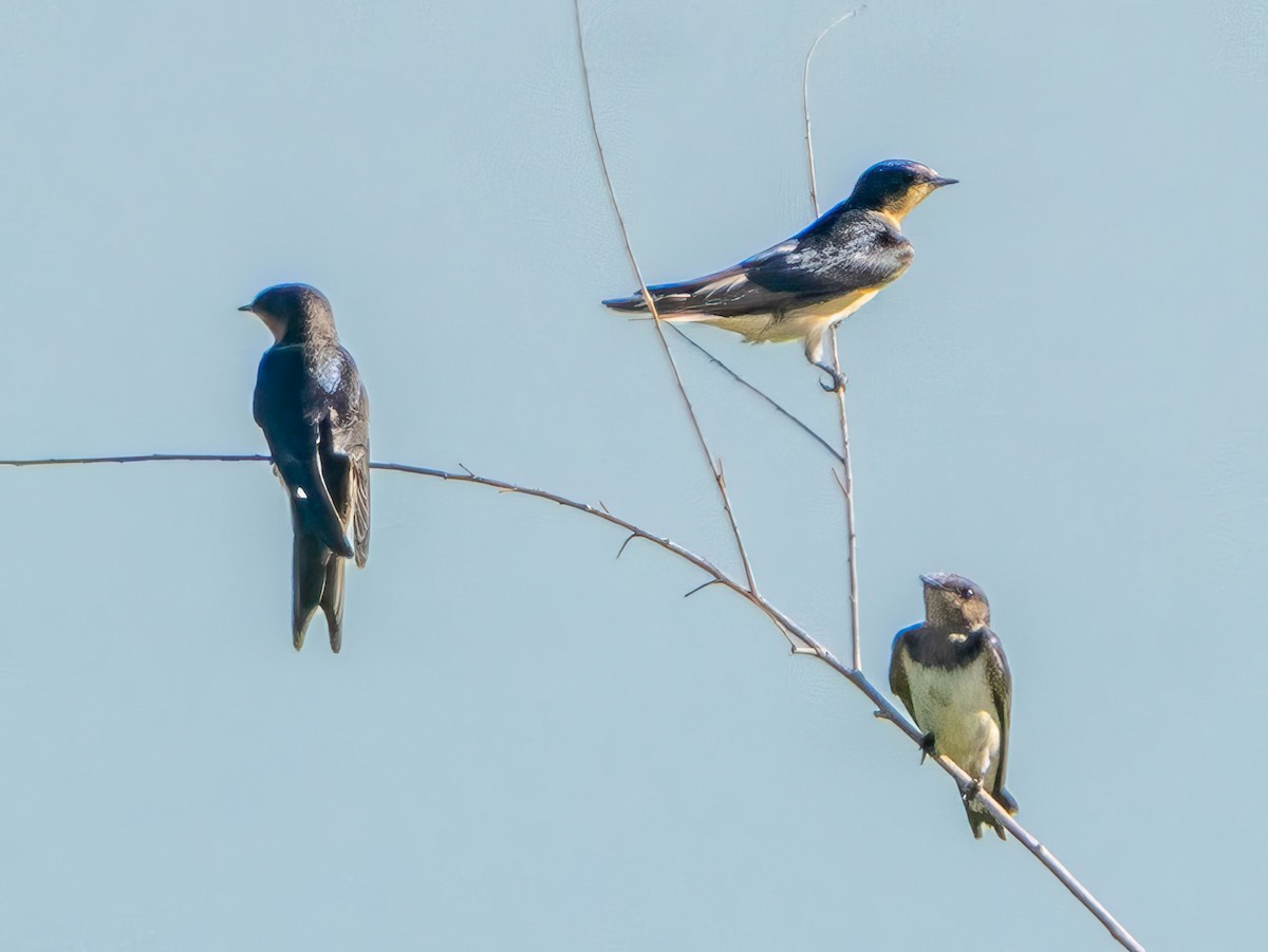 Barn Swallow - ML624137789