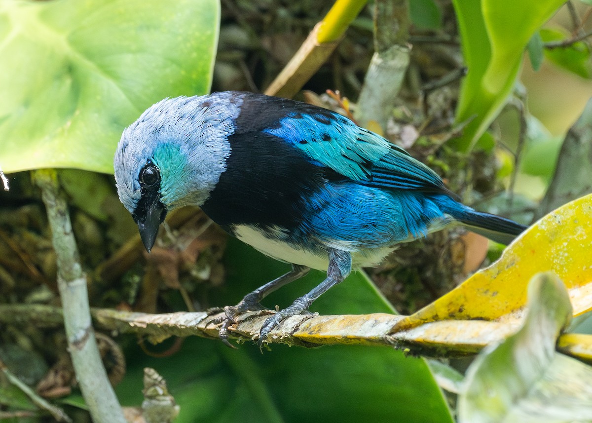 Masked Tanager - ML624137805