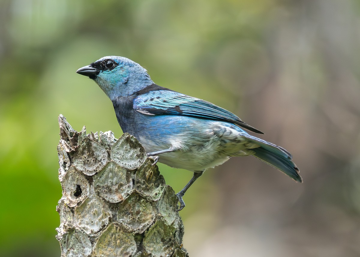 Masked Tanager - ML624137806