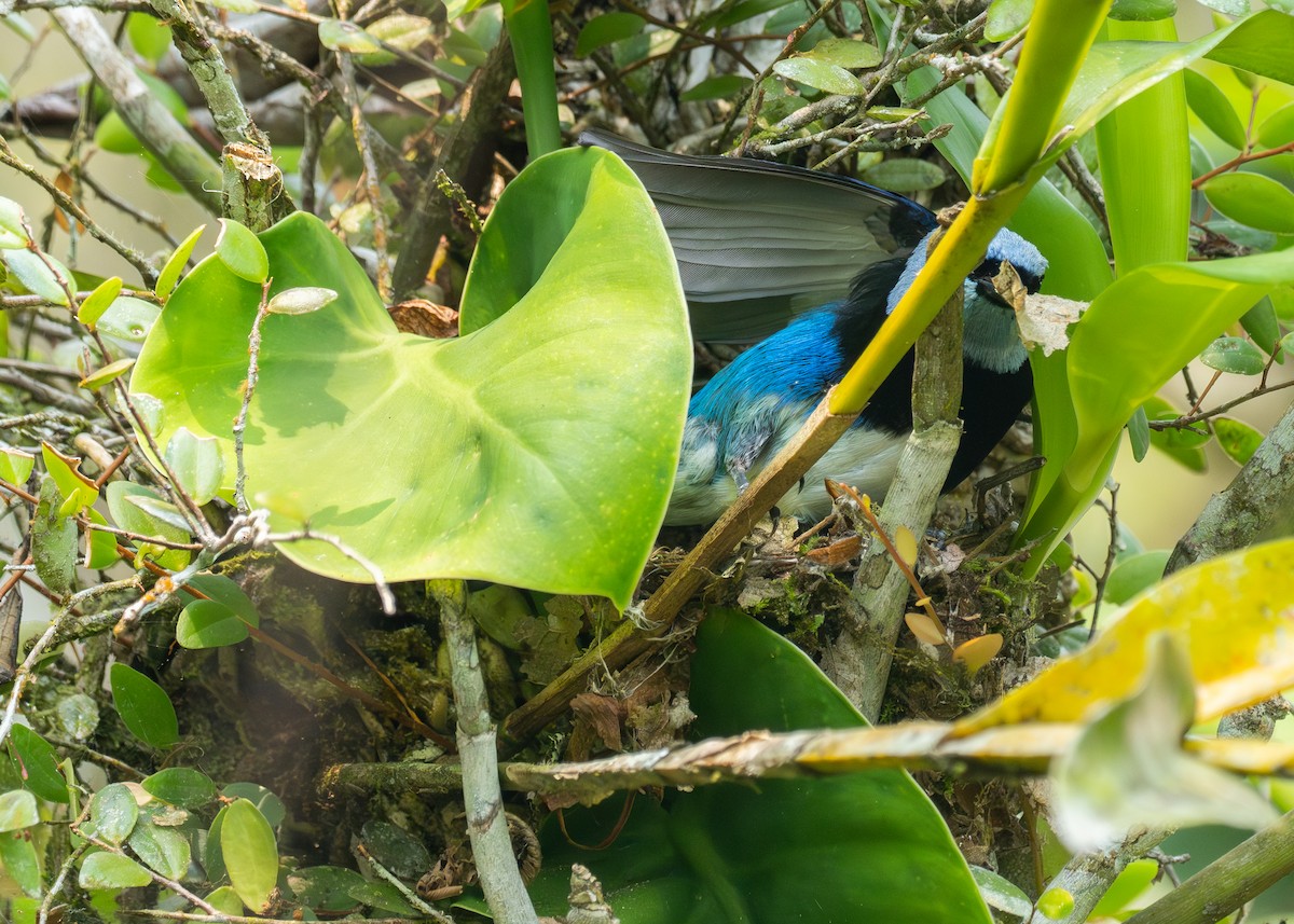 Masked Tanager - ML624137807