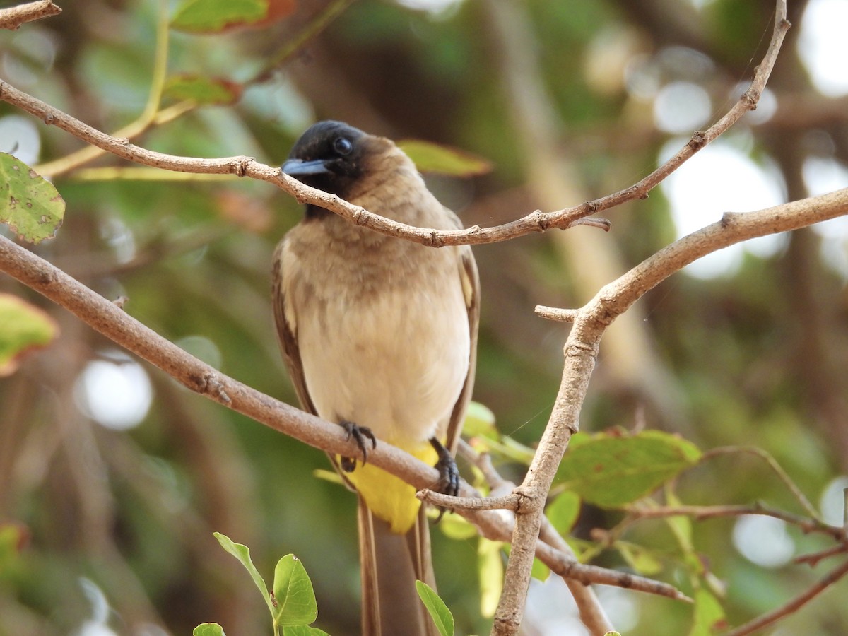 Common Bulbul (Dark-capped) - ML624137817