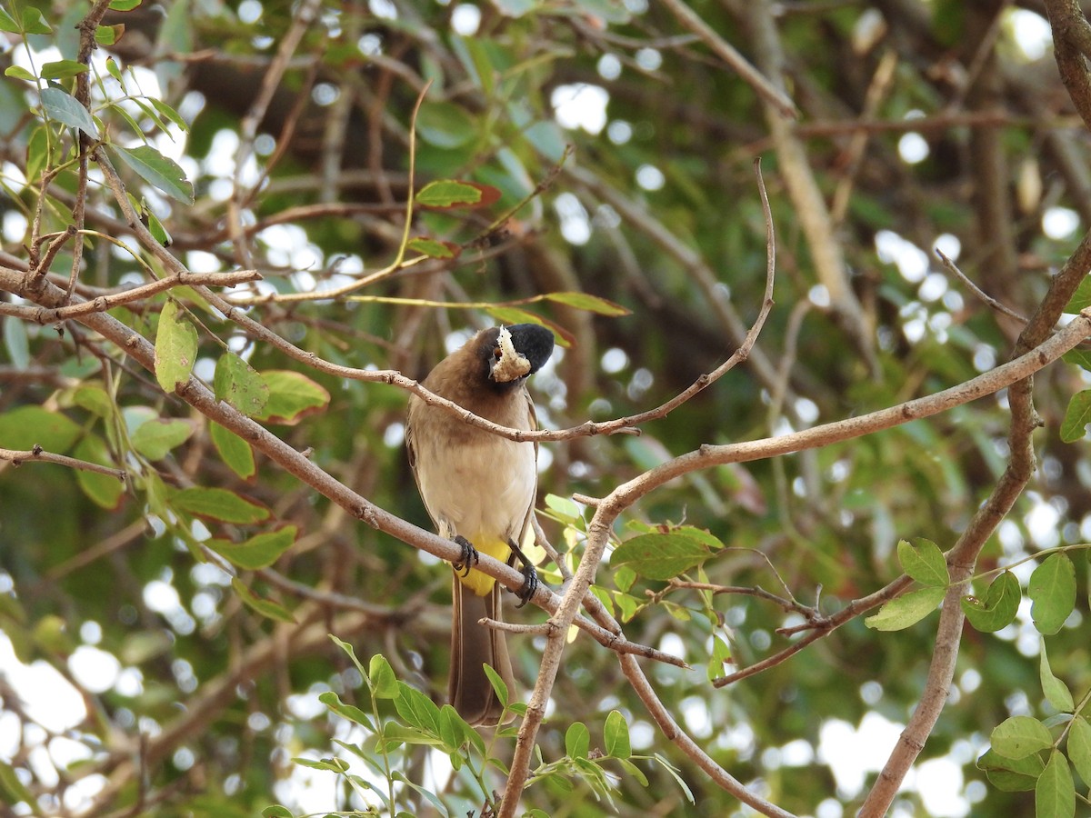 Common Bulbul (Dark-capped) - ML624137818