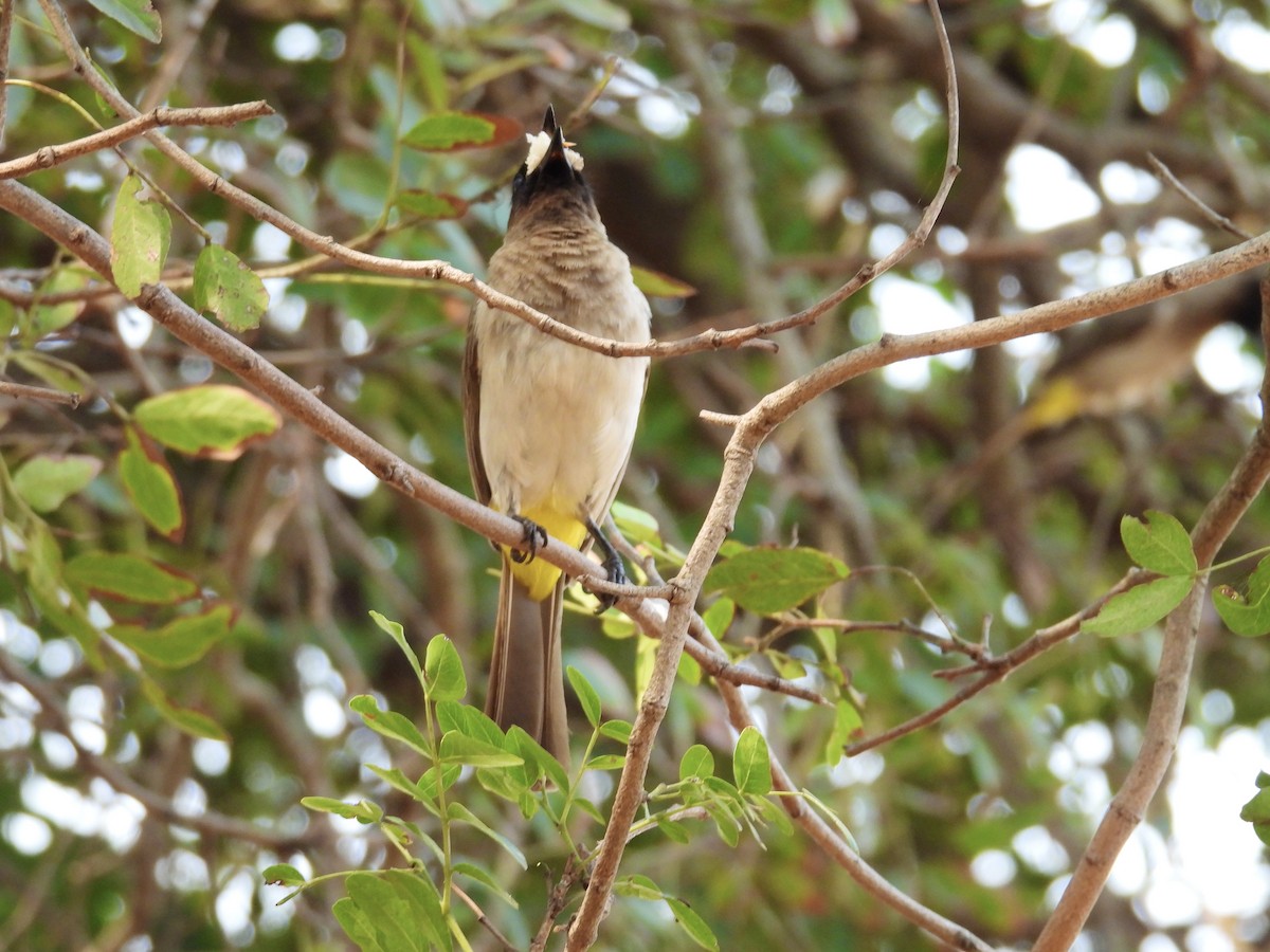 Common Bulbul (Dark-capped) - ML624137819