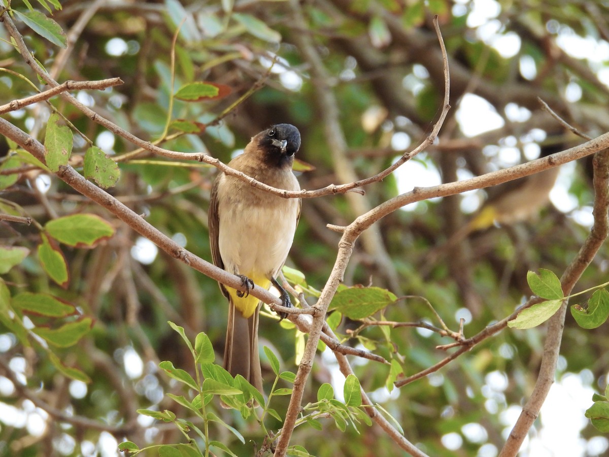 Common Bulbul (Dark-capped) - ML624137820