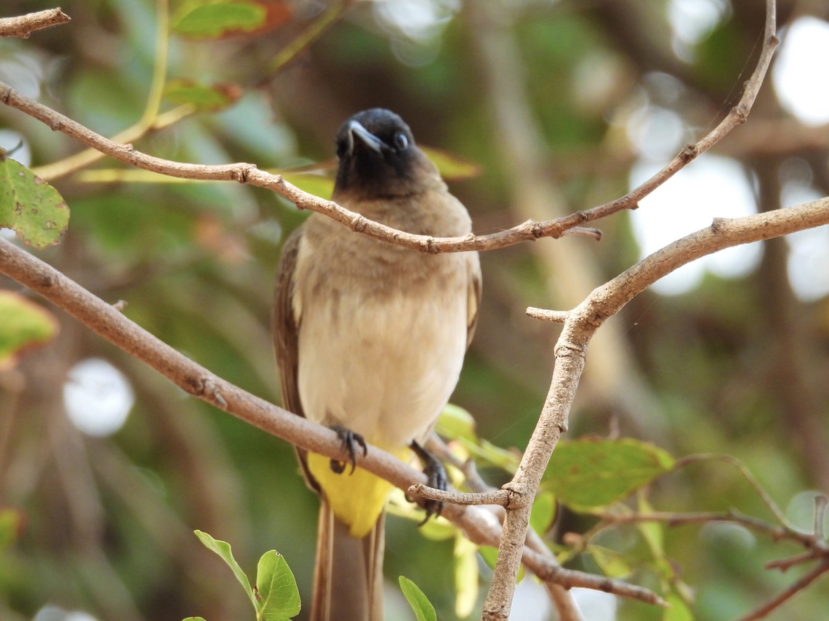 Common Bulbul (Dark-capped) - ML624137821