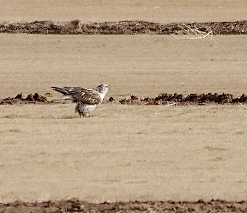 Ferruginous Hawk - Susan Hartley