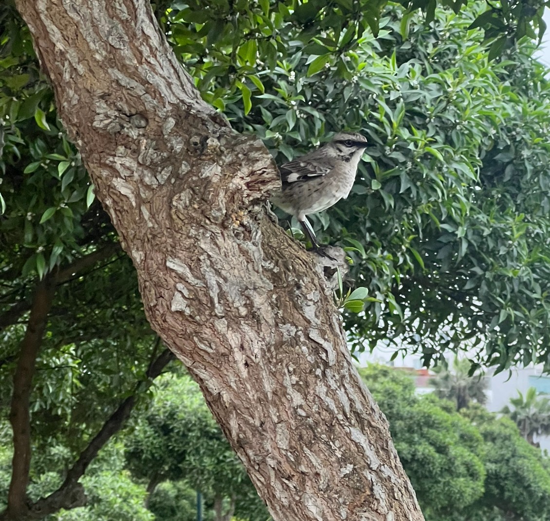 Long-tailed Mockingbird - ML624137839