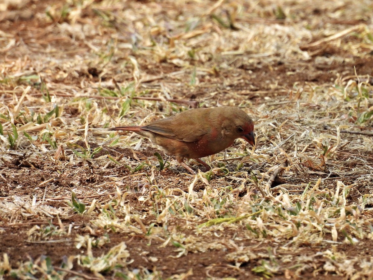 Jameson's Firefinch - ML624137848