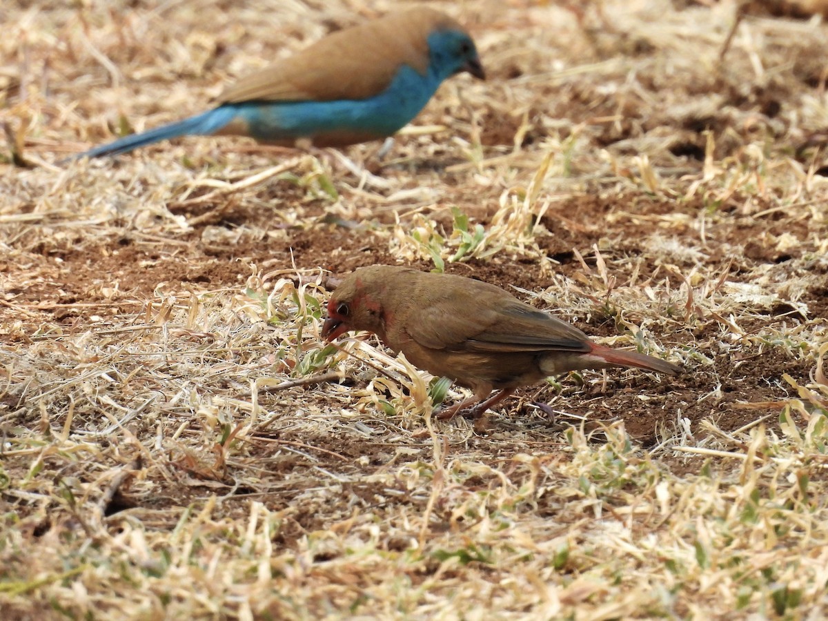 Jameson's Firefinch - ML624137851