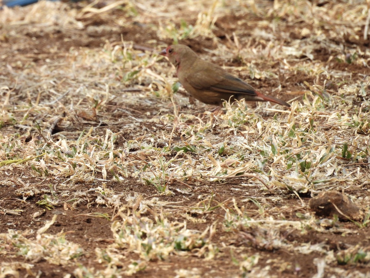 Jameson's Firefinch - ML624137852