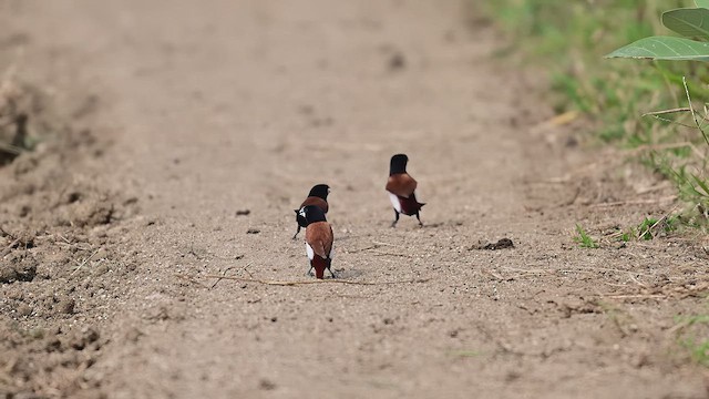 Tricolored Munia - ML624137855