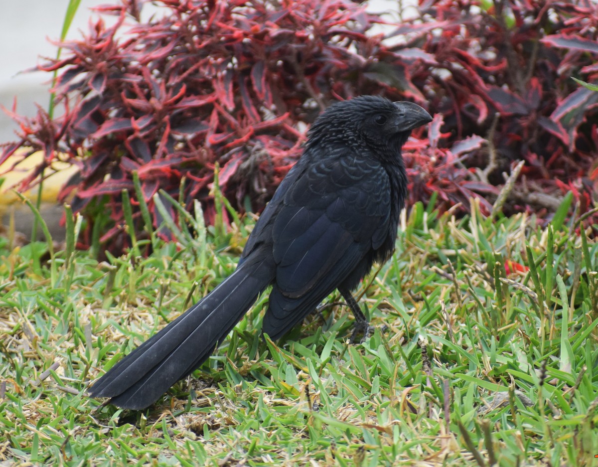 Groove-billed Ani - ML624137858