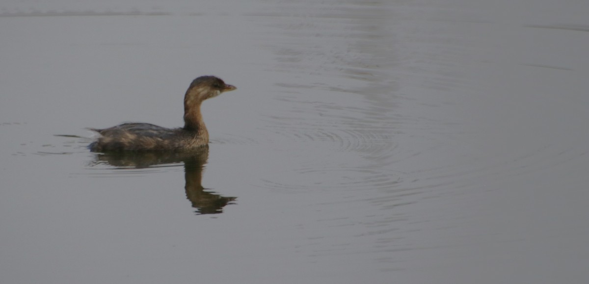 Pied-billed Grebe - ML624137862