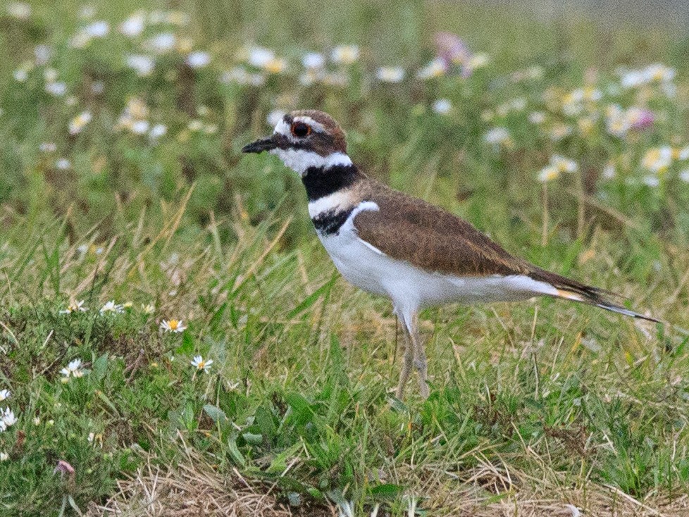 Killdeer - ML624137863