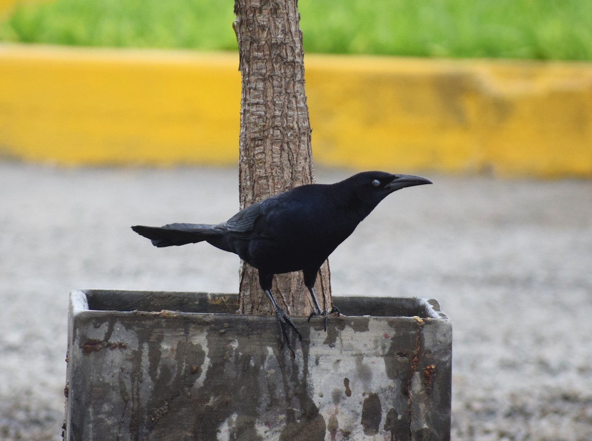 Great-tailed Grackle - ML624137867