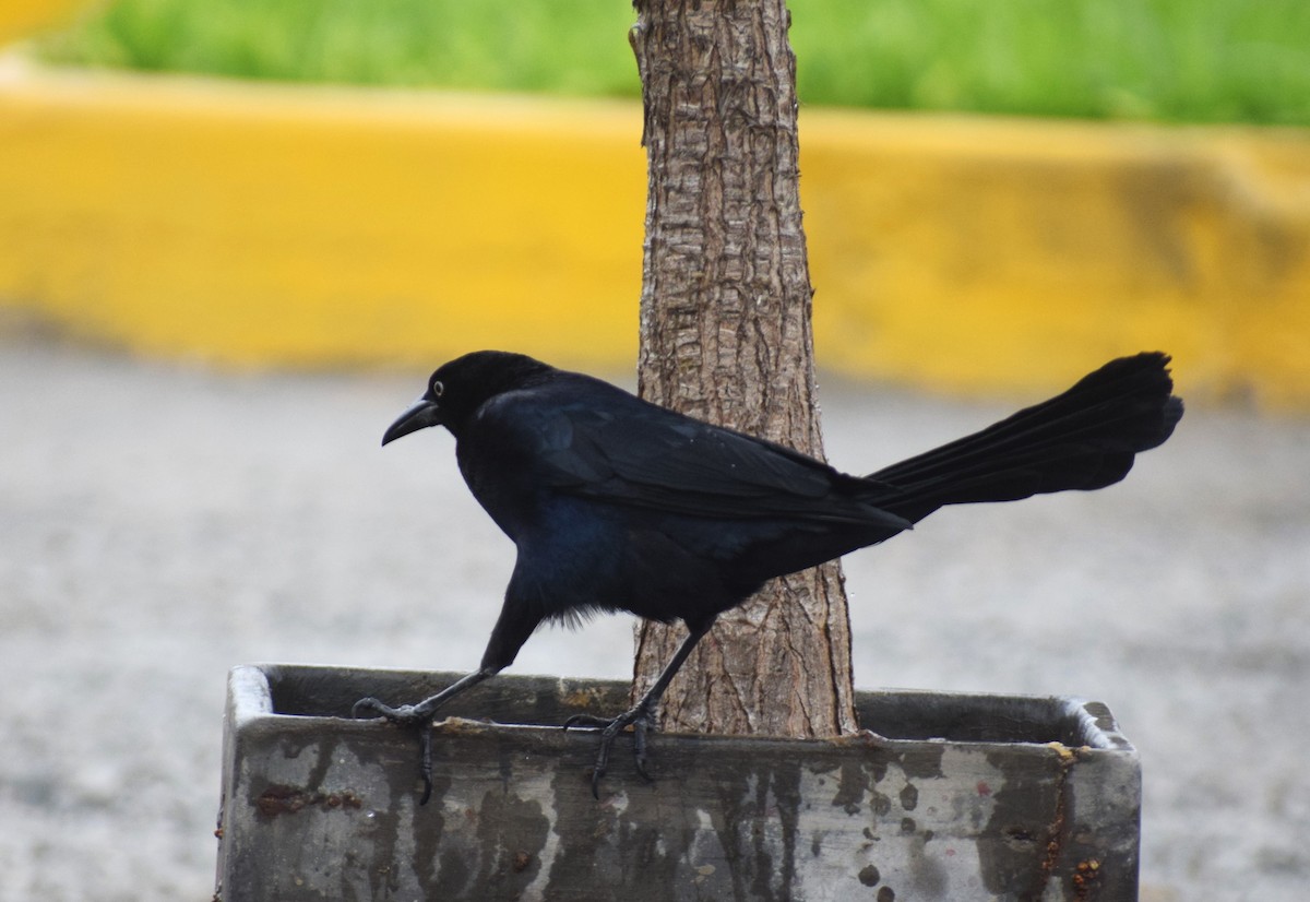 Great-tailed Grackle - ML624137868