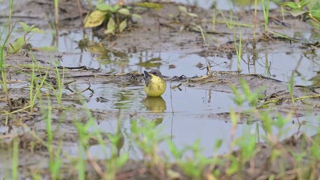 Western Yellow Wagtail - ML624137869