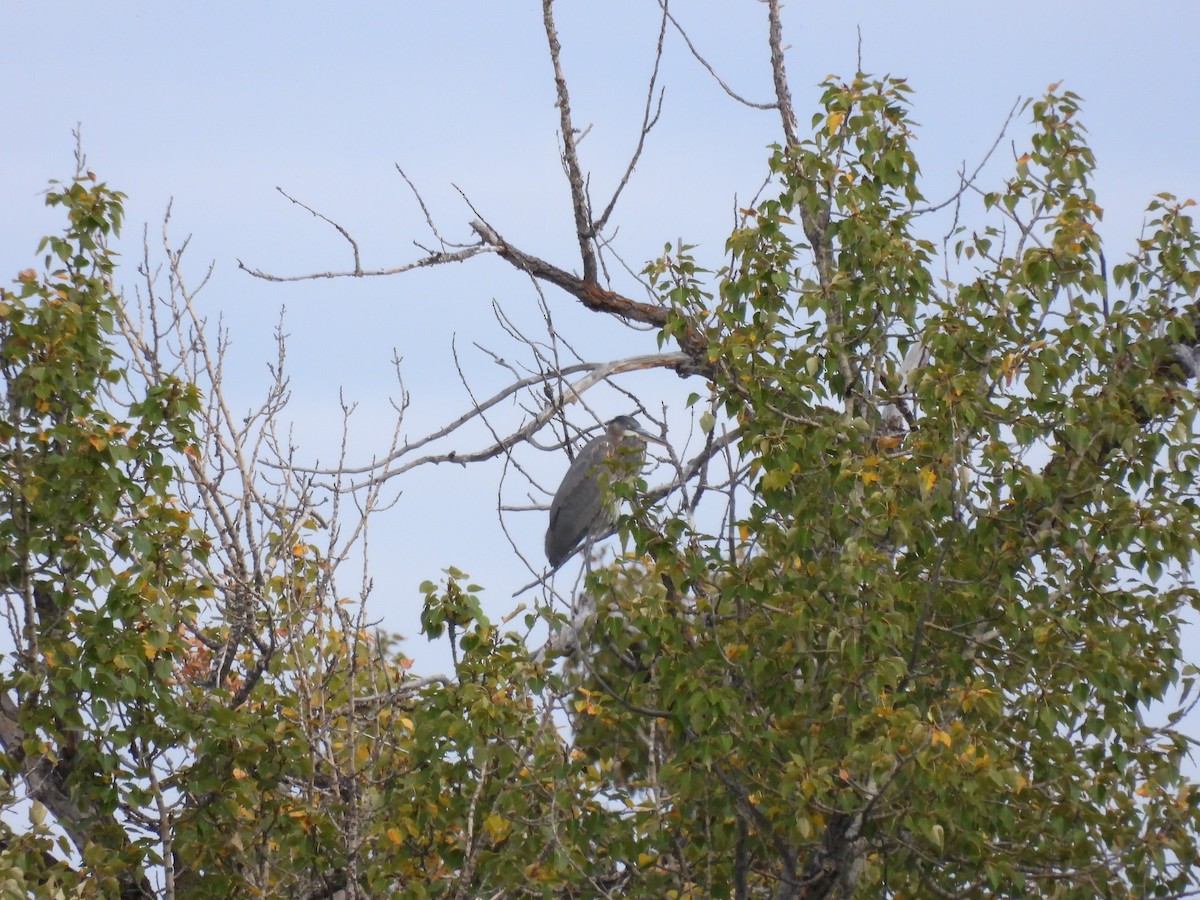 Great Blue Heron - ML624137875