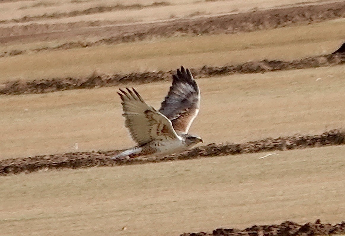 Ferruginous Hawk - ML624137877