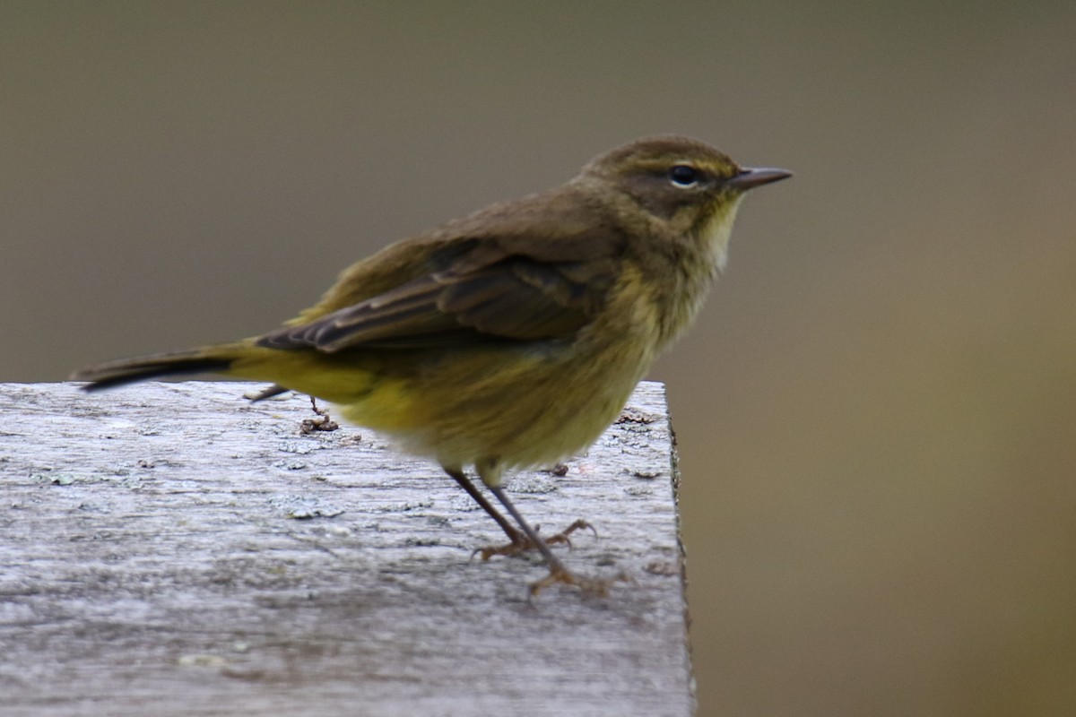 Palm Warbler - ML624137878