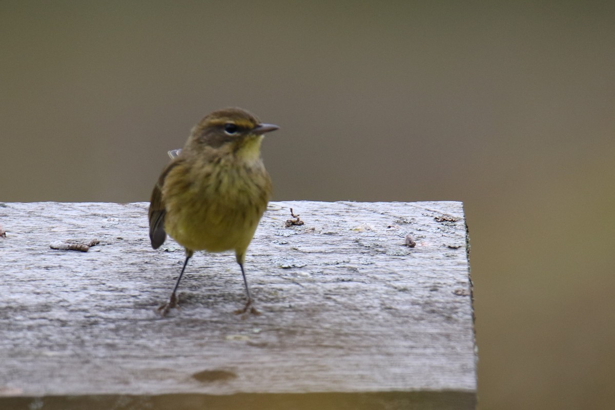 Palm Warbler - ML624137879