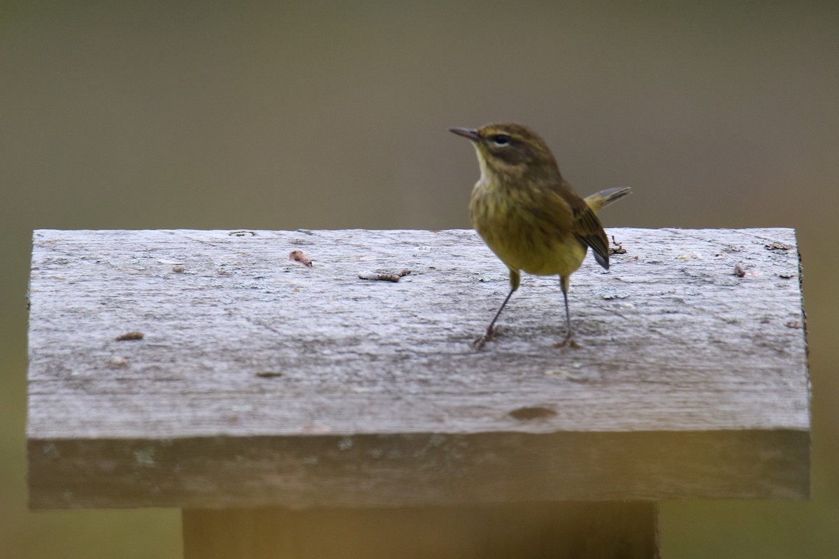 Palm Warbler - ML624137880