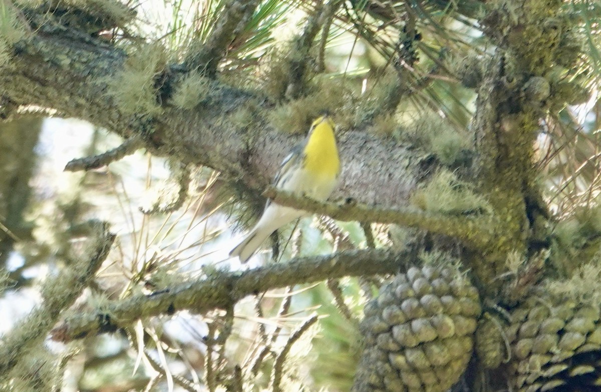 Grace's Warbler - ML624137885