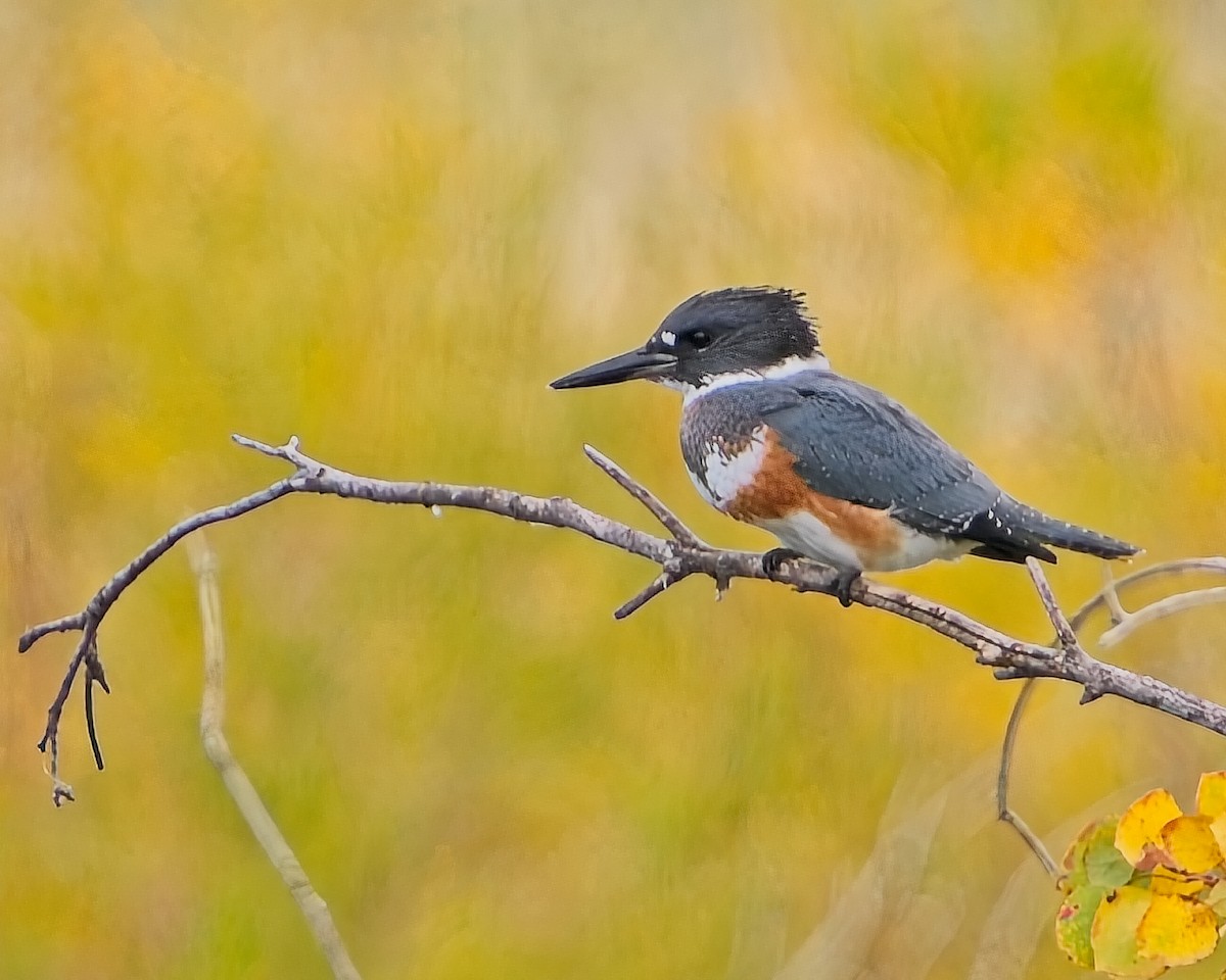 Belted Kingfisher - ML624137906