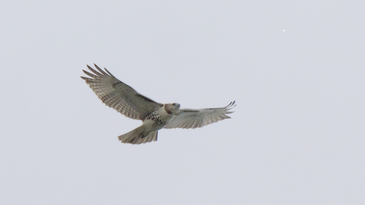 Red-tailed Hawk - ML624137907