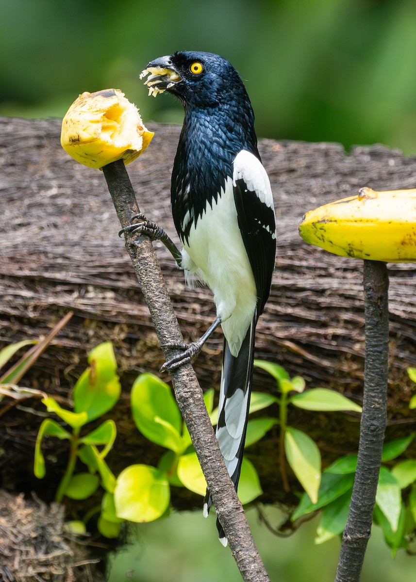 Magpie Tanager - ML624137915