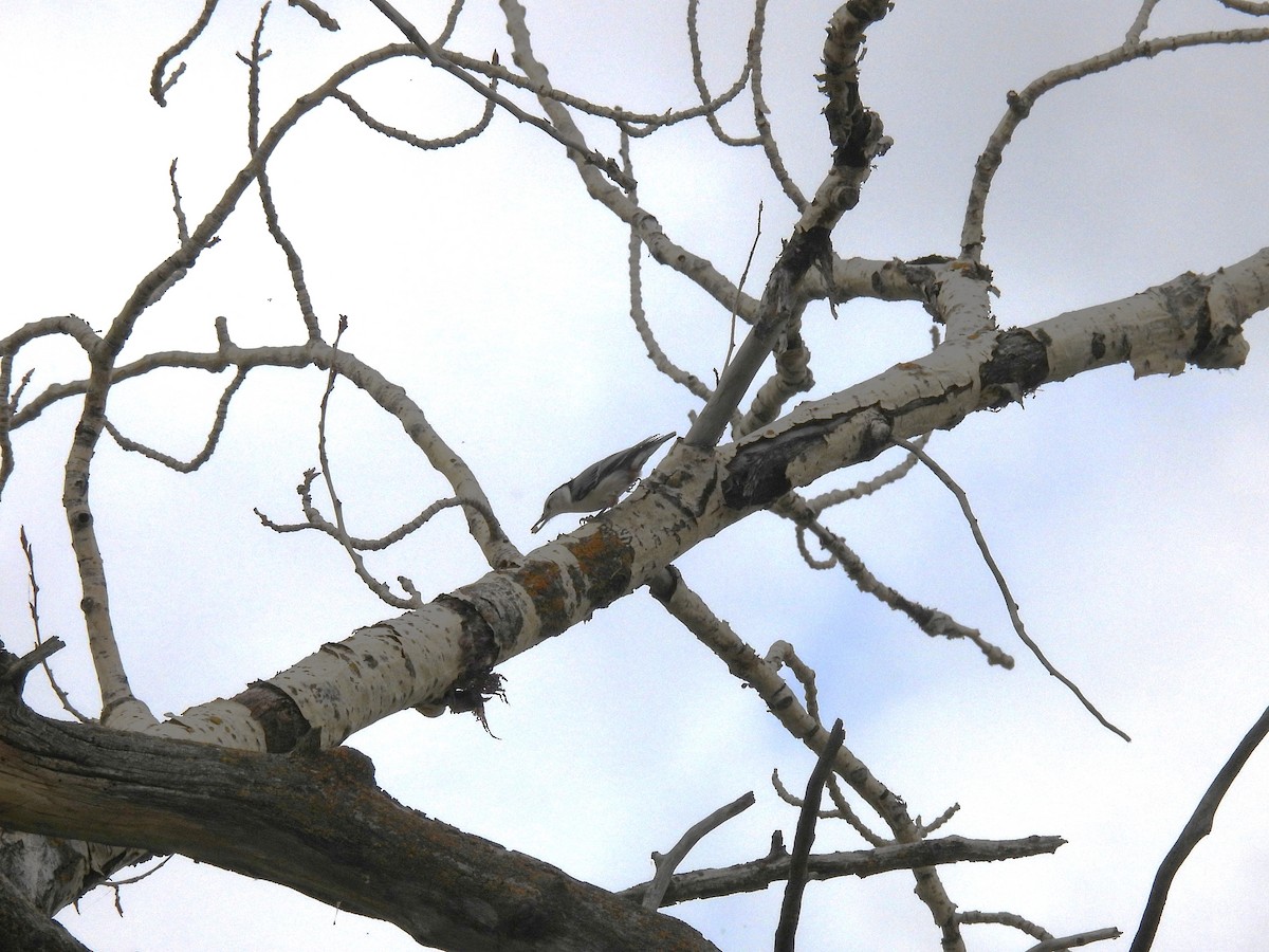 White-breasted Nuthatch - Lara Fitzpatrick