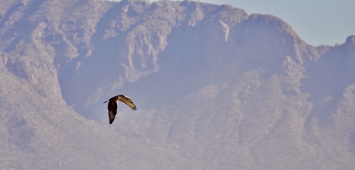 Ferruginous Hawk - ML624137948