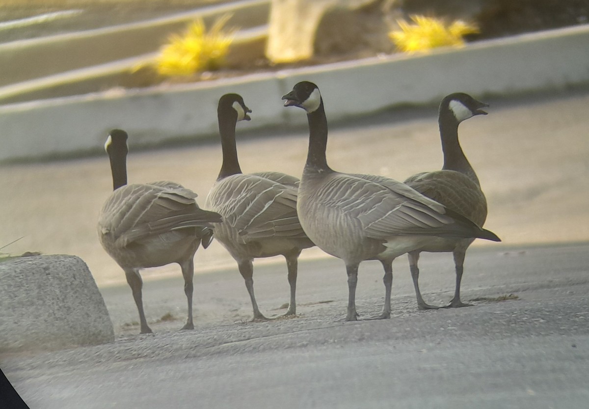 Cackling Goose (Taverner's) - Grant Canterbury