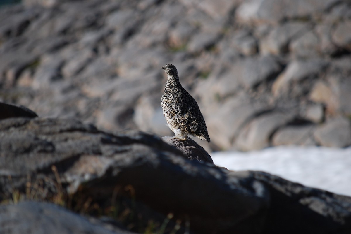 White-tailed Ptarmigan - ML624137964