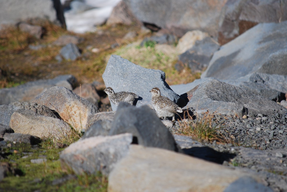 White-tailed Ptarmigan - ML624137966