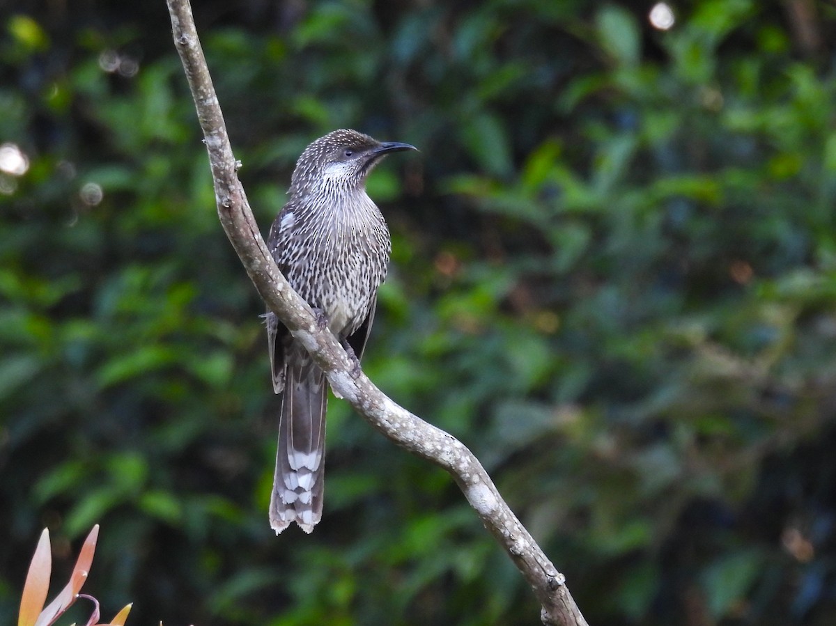 Little Wattlebird - ML624137980